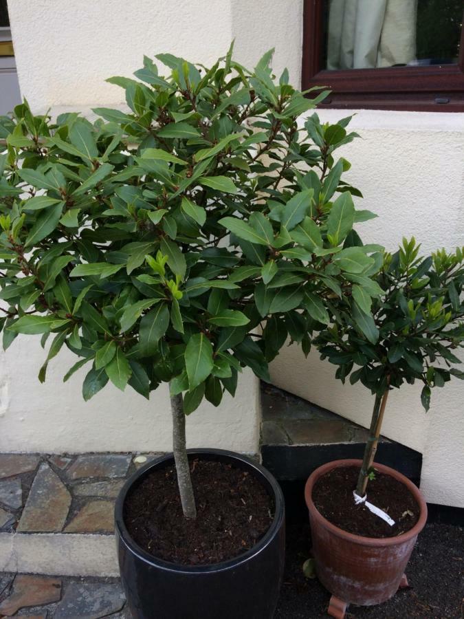 تشارلزتاون Baytree B&B المظهر الخارجي الصورة